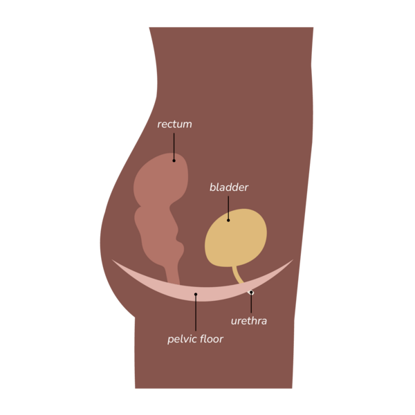 Diagram of female pelvic floor