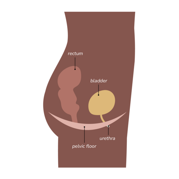 Diagram of female pelvic floor