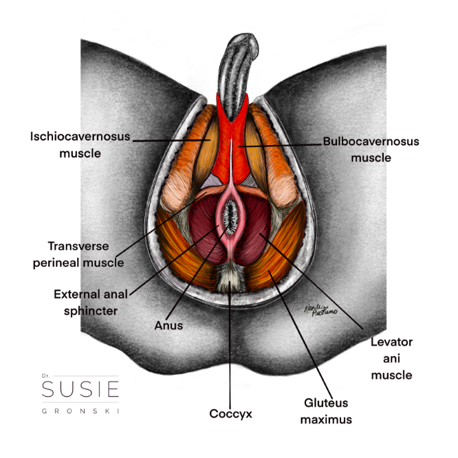 Male pelvic floor chart two
