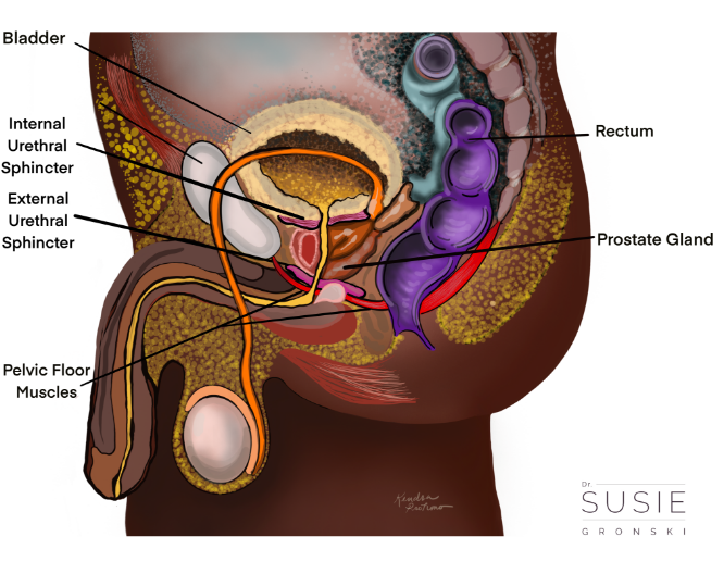 Overactive Pelvic Floor Male