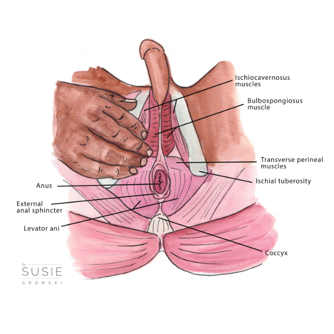 pelvic muscles anatomy male