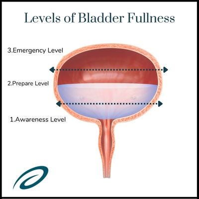 Levels of bladder fullness 