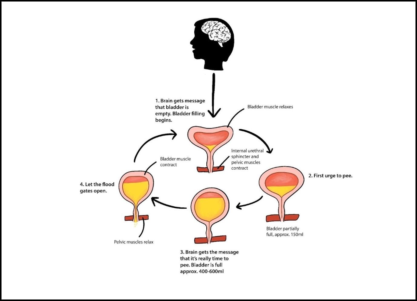 Change in urethral sphincter neuromuscular function during