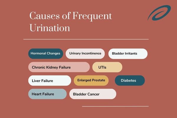 Frequent Urination in Men: Causes, Diagnosis & More