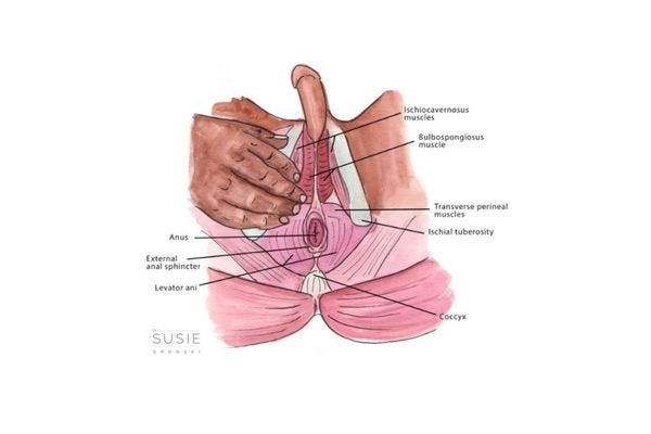 bulbospongiosus trigger points