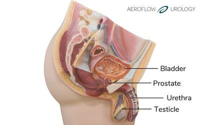 Diagram of male anatomy