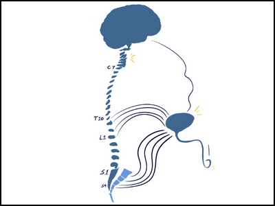 Spinal cords group two