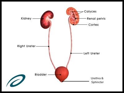 The urinary system