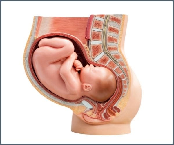 Baby inside a pregnant woman pushing on bladder