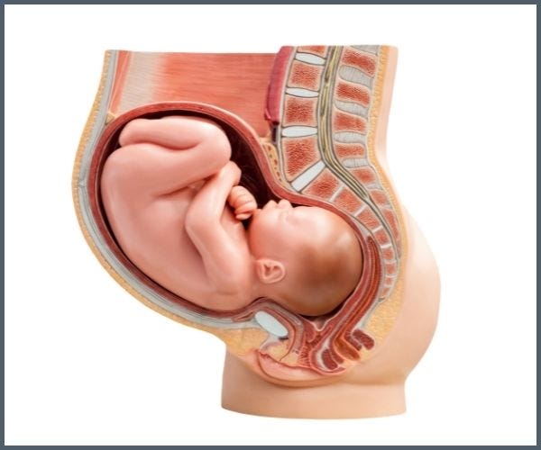 https://aeroflowurology.com/media/wysiwyg/womb.jpg